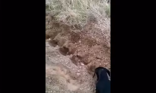 Chú chó nhỏ trồng khoai giúp chủ hút triệu lượt xem