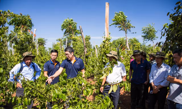 Bayer với giải pháp giúp nhà nông trồng cà phê tái canh thành công