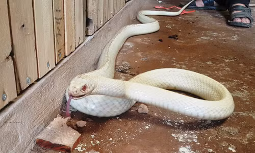 Rắn long thừa bạch tạng tại gia đình anh Điệp nặng hơn 2kg, dài trên 2m, mắt có màu xanh, lưỡi đỏ rực.