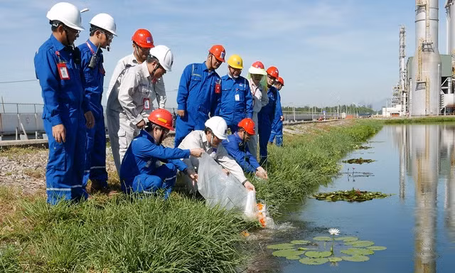 Nuôi cá chép vàng để đo ô nhiễm môi trường