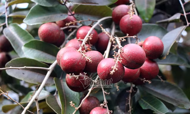 'Lộc trời' nhãn tím chỉ có ở Việt Nam: Đài Loan, Thái Lan... xếp hàng xin mua