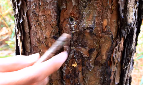 Hơn 150 cây thông hàng chục năm tuổi ở Đà Lạt bị đầu độc ra sao?