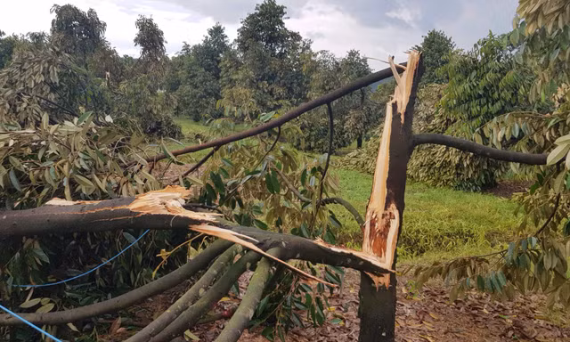 Hơn 200 cây sầu riêng bật gốc, gãy đổ sau 30 phút mưa lớn kèm lốc xoáy 
