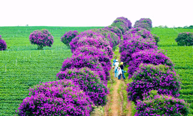 Hàng trăm cây mua nở hoa, nhuộm tím nông trường trà Olong 