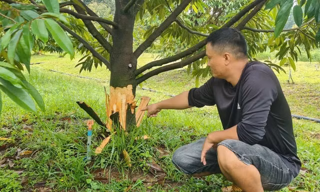 Kẻ gian bóc vỏ hàng chục gốc cây sầu riêng ở Lâm Đồng