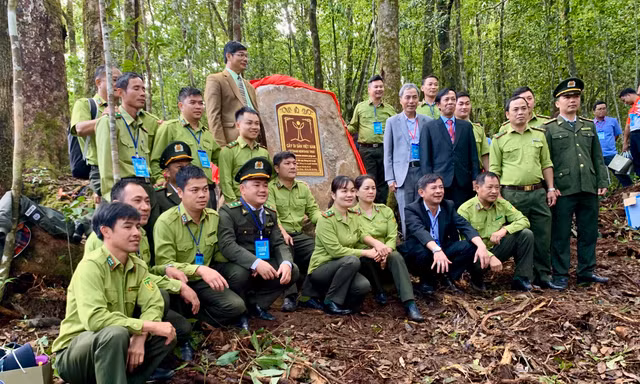 Công nhận 108 ‘hóa thạch sống’ ở Lâm Đồng là cây di sản Việt Nam