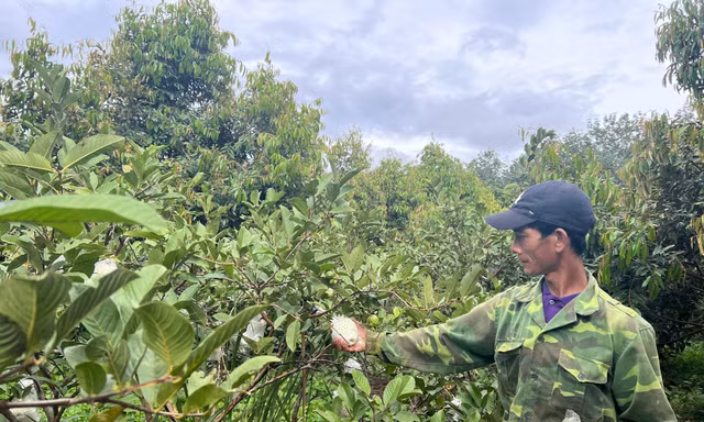 Tỉnh Gia Lai phê bình hàng loạt đơn vị, địa phương chậm trễ giải ngân nguồn vốn
