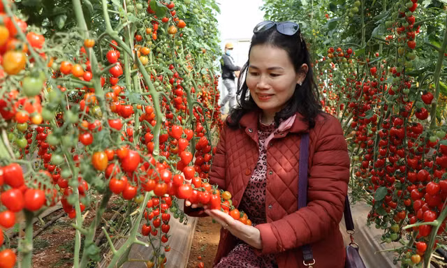 Hàng trăm du khách nghi bị lừa tiền khách sạn dịp Festival hoa Đà Lạt