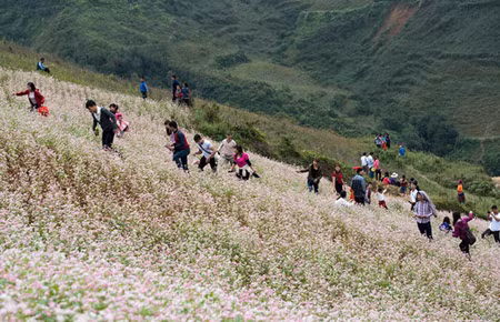Đổ xô lên Si Ma Cai ngắm hoa tam giác mạch