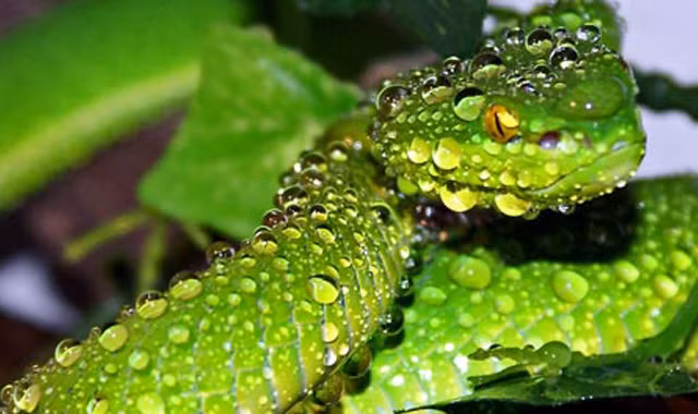 Rắn lục đuôi đỏ.