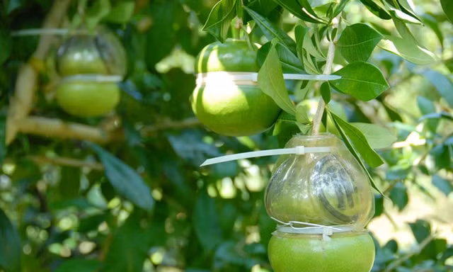 Đào tiên hồ lô giá hơn 1 triệu đồng/cặp ở miền Tây