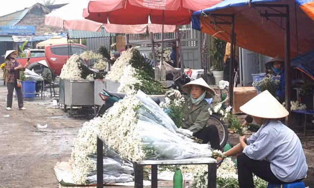 Cúc họa mi làm nóng thị trường hoa Hà Nội