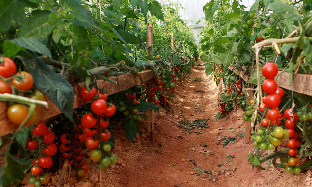 Cà chua Đà Lạt rớt giá, siêu thị gom hàng