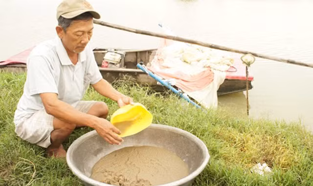 Thu hoạch trứng nước ở xã Mỹ Phú, huyện Châu Phú.