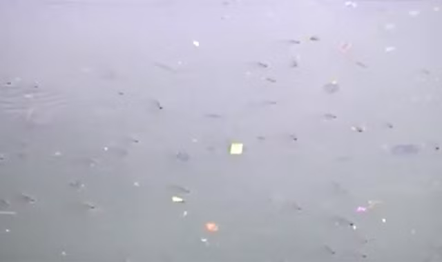 Cá kênh Nhiêu Lộc ngoi ngóp vì ô nhiễm