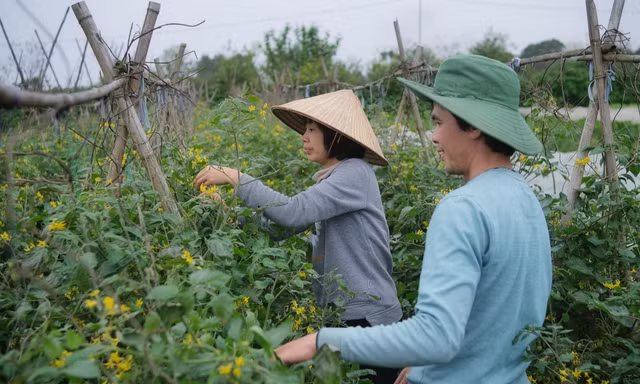 Vợ chồng tiến sĩ bỏ việc về quê trồng rau hữu cơ 
