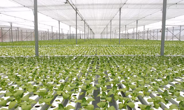 Mục sở thị công nghệ nông nghiệp đỉnh cao của Israel tại VinEco