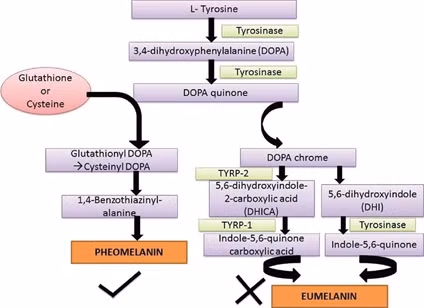 Vì sao không nên uống Glutathione để làm trắng da và ngăn ngừa lão hóa?