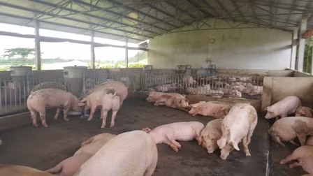 Hiệu quả thiết thực từ đánh giá chứng nhận VietGAHP chăn nuôi