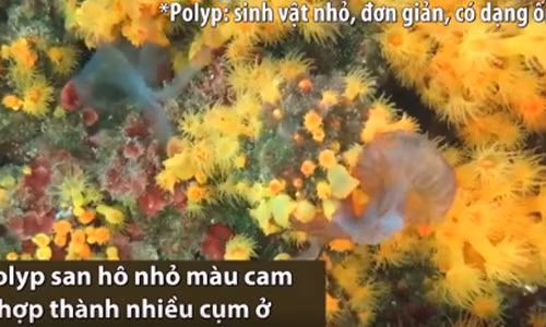San hô hợp lực bắt sứa ăn thịt