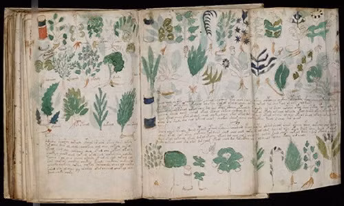 Hình vẽ thực vật trong bản thảo Voynich. Ảnh: Wikimedia.