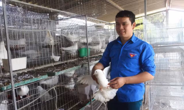 Anh Nguyễn Thế Dũng trong khu nuôi bồ câu Pháp mới triển khai