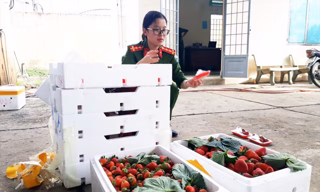 Kiểm đếm dâu tây nghi từ Trung Quốc nhập lậu vào Đà Lạt