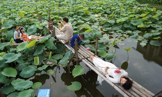 Hồ sen là một trong những điểm công cộng gần đây được nhiều người lựa chọn chụp trong đó có ảnh nude Ảnh: MẠNH THĂNG 