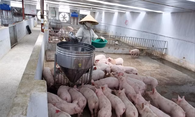 Nhiều trang trại lợn hàng trăm con đang đợi giá thịt lợn tăng cao hơn nữa mới bán Ảnh: Như Ý