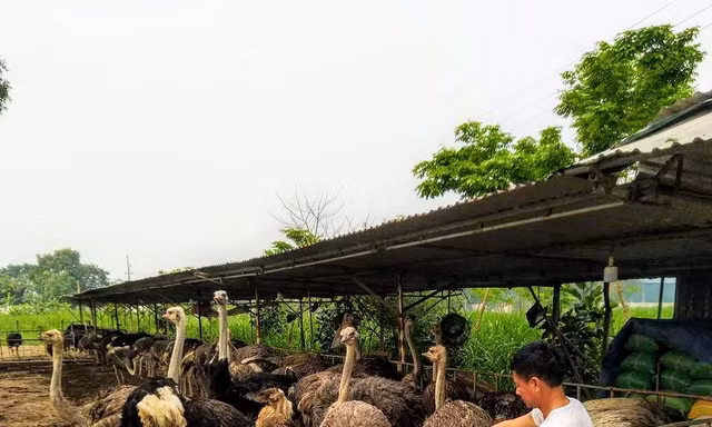 Nuôi đà điểu châu Phi thời COVID-19 hứa hẹn thu nhập trăm triệu đồng/năm