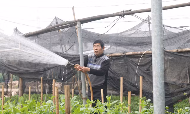 Người trồng hoa, buôn hoa Tết lo ế vì dịch COVID-19