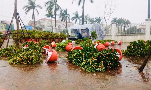 Mưa lớn 28 Tết, quất đào ngã đổ, tiểu thương Hà Tĩnh 'khóc ròng'