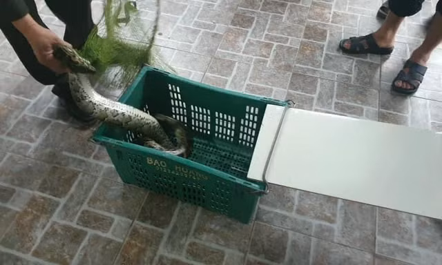 Kinh hãi phát hiện trăn gấm nặng 7kg bò vào vườn nhà dân ở Hà Tĩnh