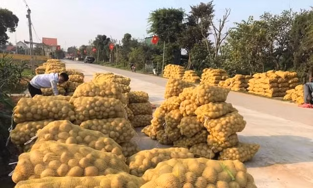 Khoai tây được mùa được giá, nông dân Nghệ An phấn khởi thu hoạch