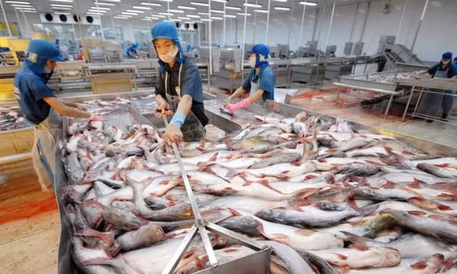 Doanh nghiệp xuất khẩu thuỷ sản lo bị thuế phạt oan vì lô hàng bị trả lại. Ảnh minh hoạ.