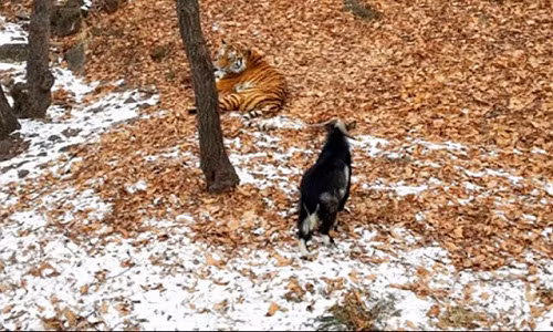 Con dê theo hổ đi khắp mọi nơi. Ảnh: A. Fedoseev.