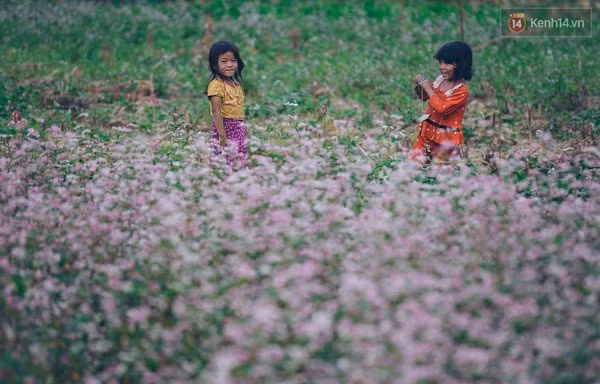 'Tôi đã thấy hoa tam giác mạch ở Hà Giang đẹp tuyệt vời'
