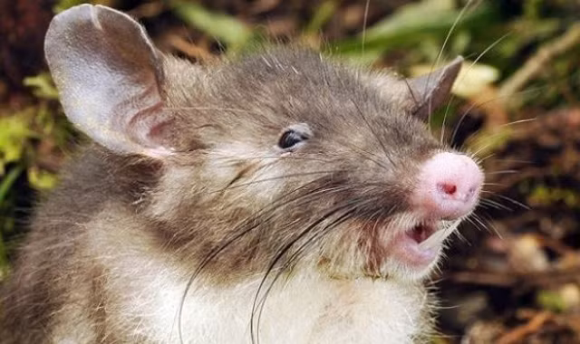 Phát hiện loài chuột mũi lợn mới ở Indonesia