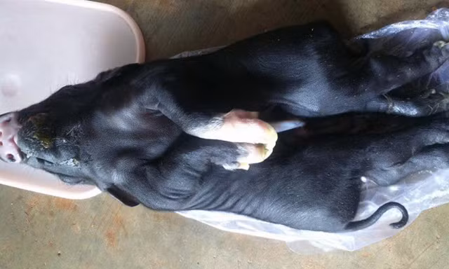 Một chú lợn con kỳ dị vừa chào đời tại một hộ gia đình nuôi heo tại phường Bình Tân, thị xã Buôn Hồ. 