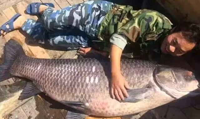 Ngư dân bắt được cá trắm đen khổng lồ nặng 90kg