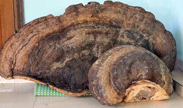 Cây nấm khổng lồ có cân nặng 52,3 kg, rộng 0,5m, dài 1,2m, cao 0,65cm.