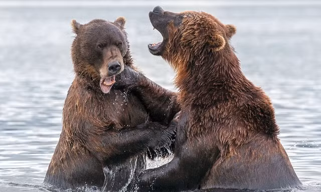Cặp gấu nâu Kamchatka khổng lồ quyết chiến ác liệt dưới hồ nước lạnh trong khu bảo tồn thiên nhiên Kronotsky ở Nga. 
