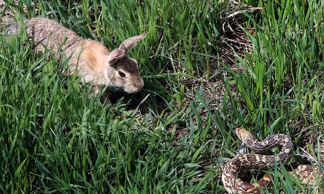 Thỏ mẹ can trường đánh bại rắn bảo vệ con