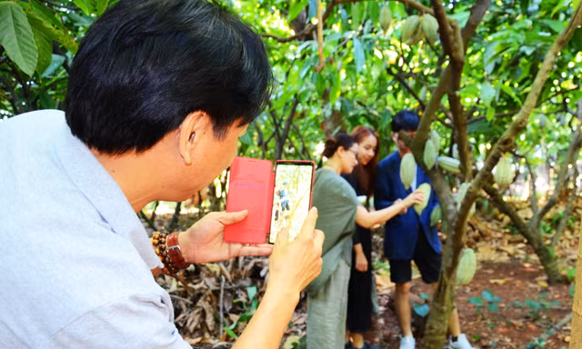 Du khách thích thú chụp ảnh trong vườn ca cao