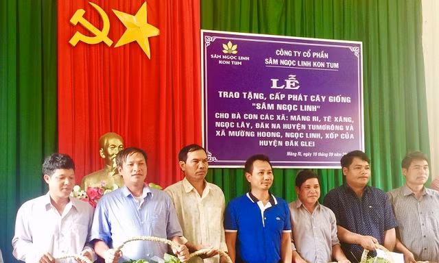 Công ty sâm Ngọc Linh đã trao tặng tổng cộng 46.500 cây sâm Ngọc Linh giống cho người dân ở 2 huyện ở Kon Tum