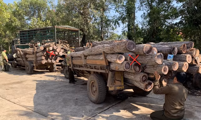 Kiểm lâm huyện Ea Súp đưa 2 xe (dấu x) chở gỗ tang vật về trụ sở