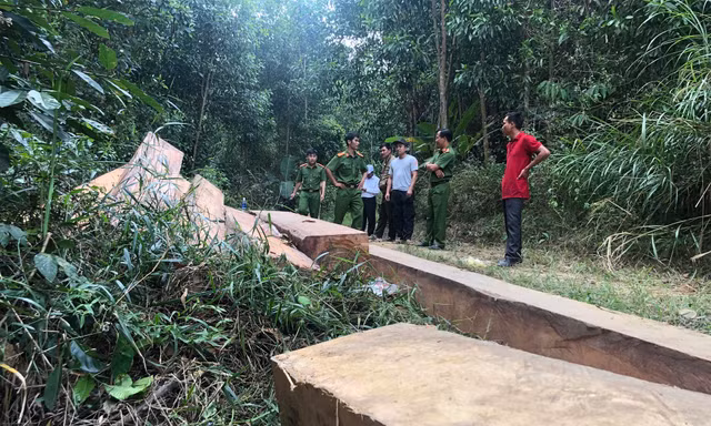 Một vụ phá rừng tại huyện M'đrắk do Công an tỉnh Đắk Lắk phát hiện