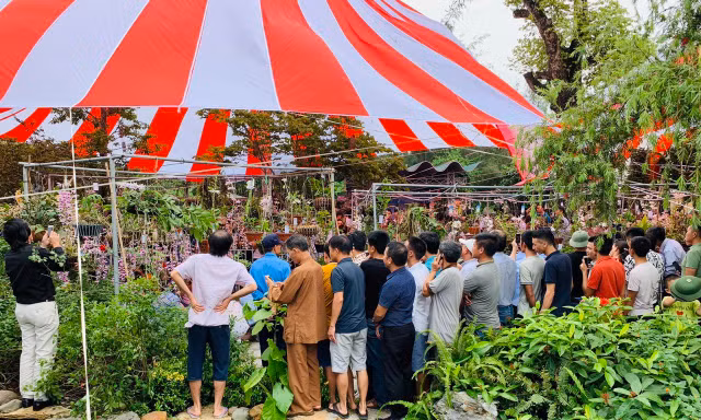 Ngày hội hoa lan Thái Bình quy tụ nhiều loài lan đẹp, hiếm. Ảnh: Hoàng Long