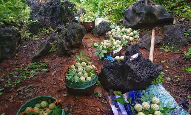 Thương lái Hà Nội lùng mua gom na Lạng Sơn giá cao 