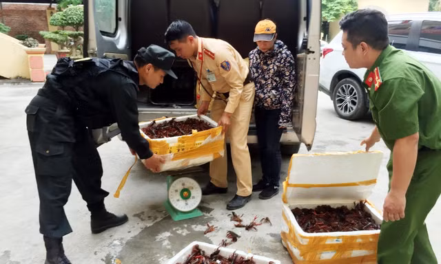 Lực lượng chức năng địa phương đang xử lý số tôm hùm đỏ vừa bị bắt giữ .Ảnh: TL